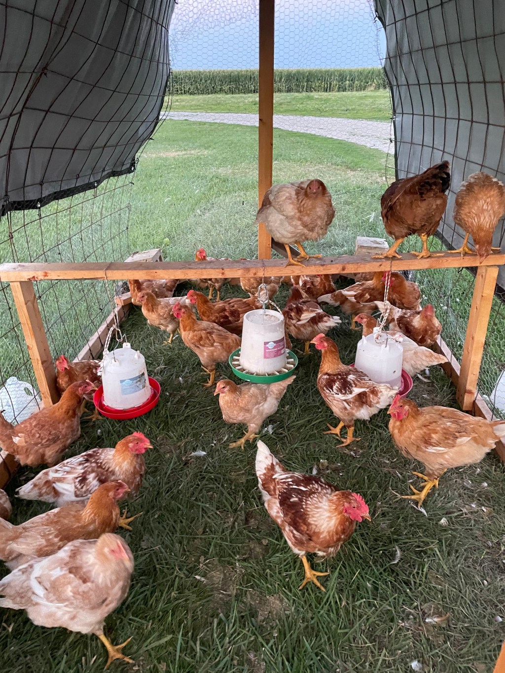 HELLO FROM THE&nbsp;FARM