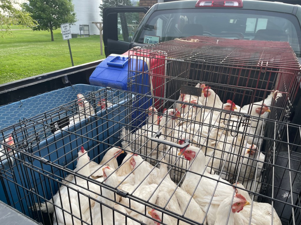 UPDATE- Meat Chickens