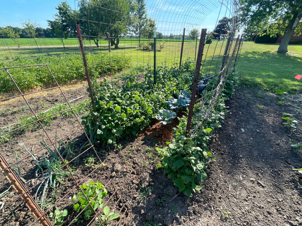 GARDEN UPDATE- late&nbsp;June