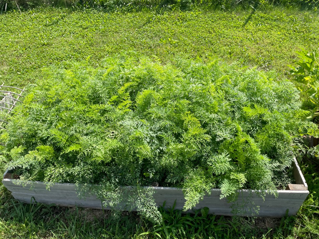 GARDEN UPDATE- mid&nbsp;July