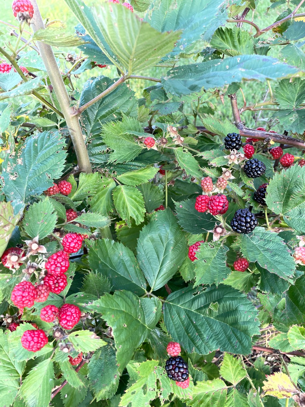 PRESERVING- Jams &&nbsp;Jellies