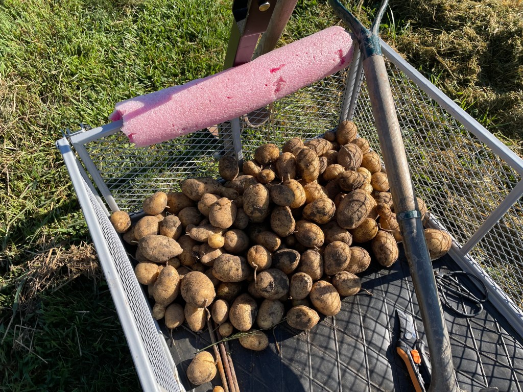 PRESERVING- Potatoes