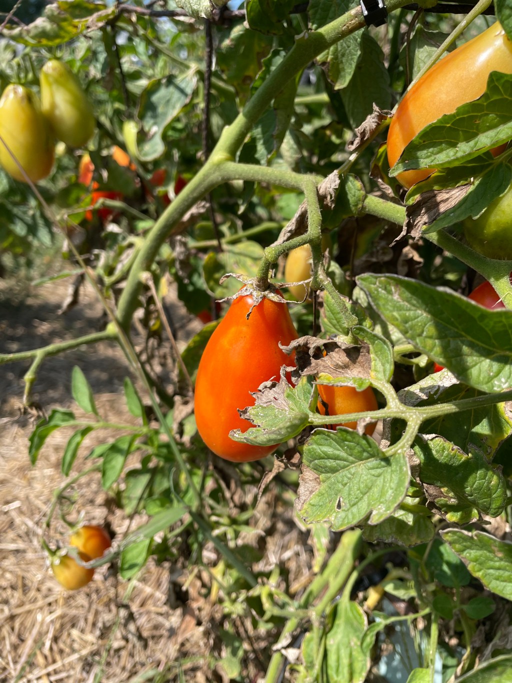 GARDEN UPDATE- Early&nbsp;September