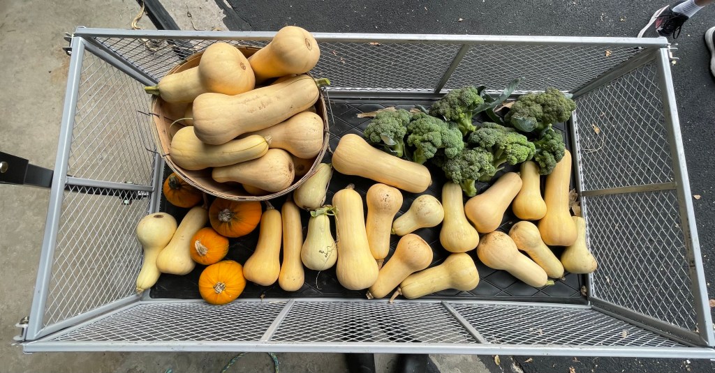 GARDEN UPDATE- early&nbsp;October