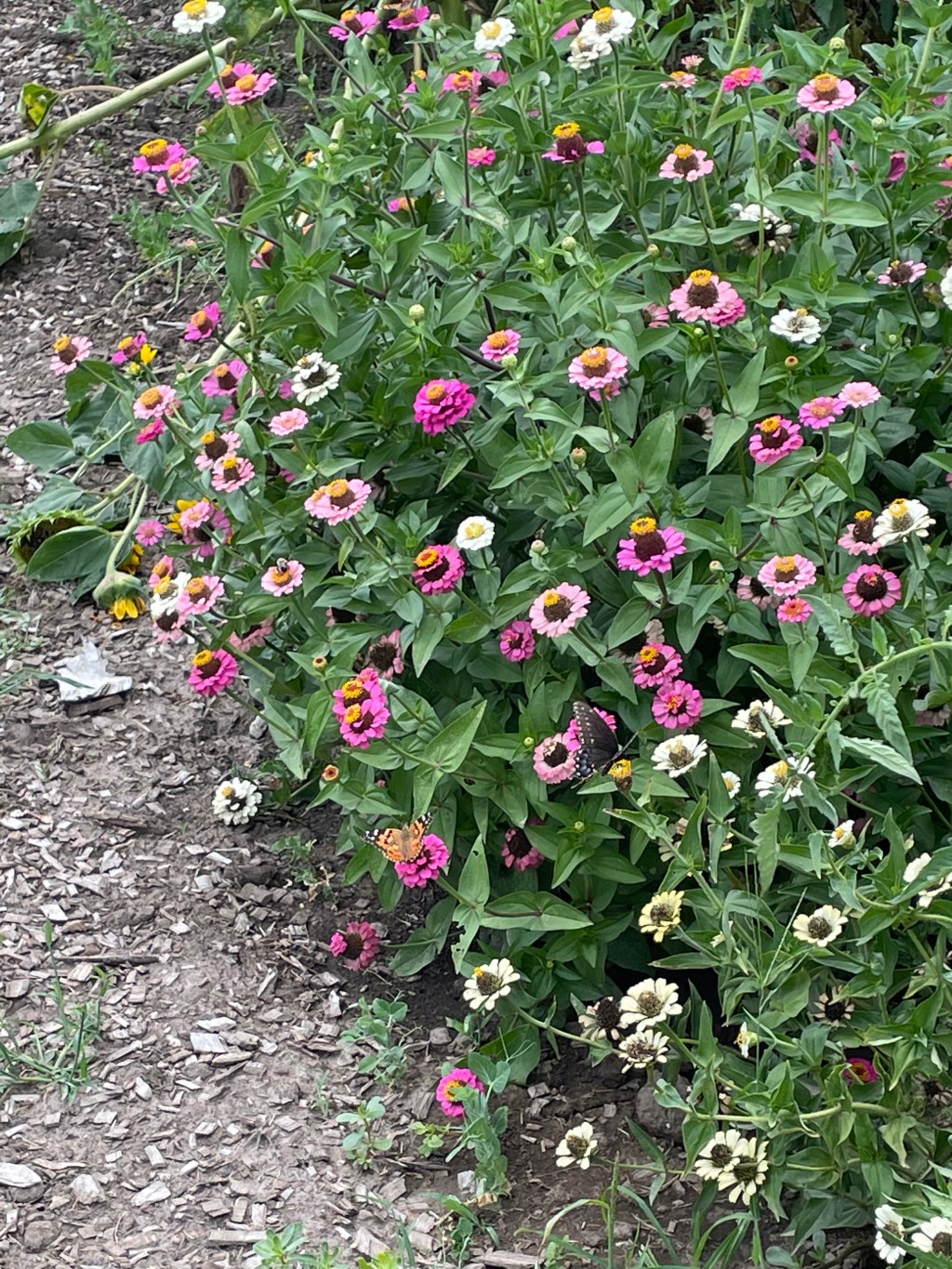 Gardening Tips from a&nbsp;Non-Expert