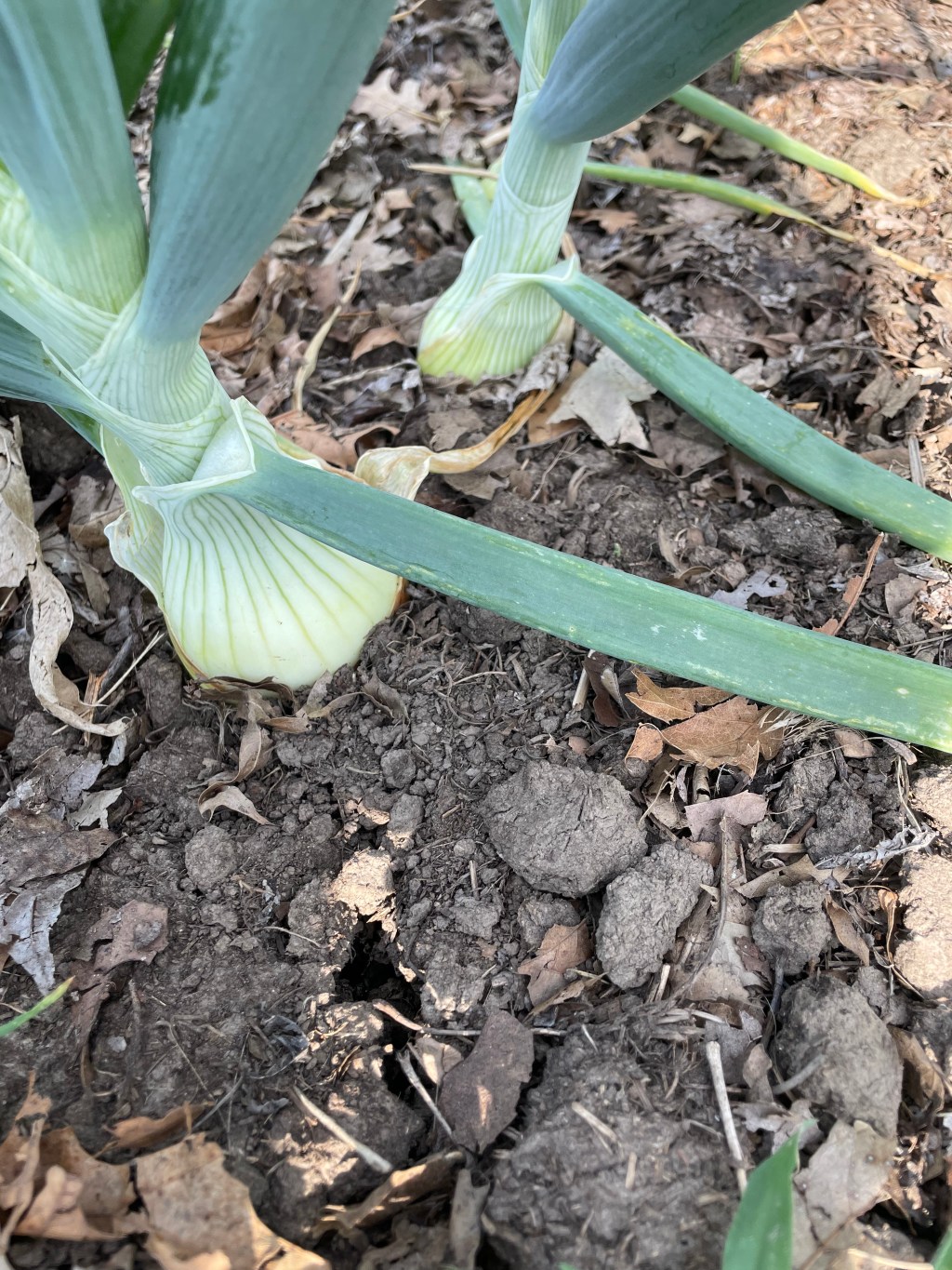 Garden Update: midsummer