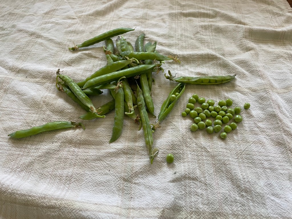 Shell Peas: why take the&nbsp;time?