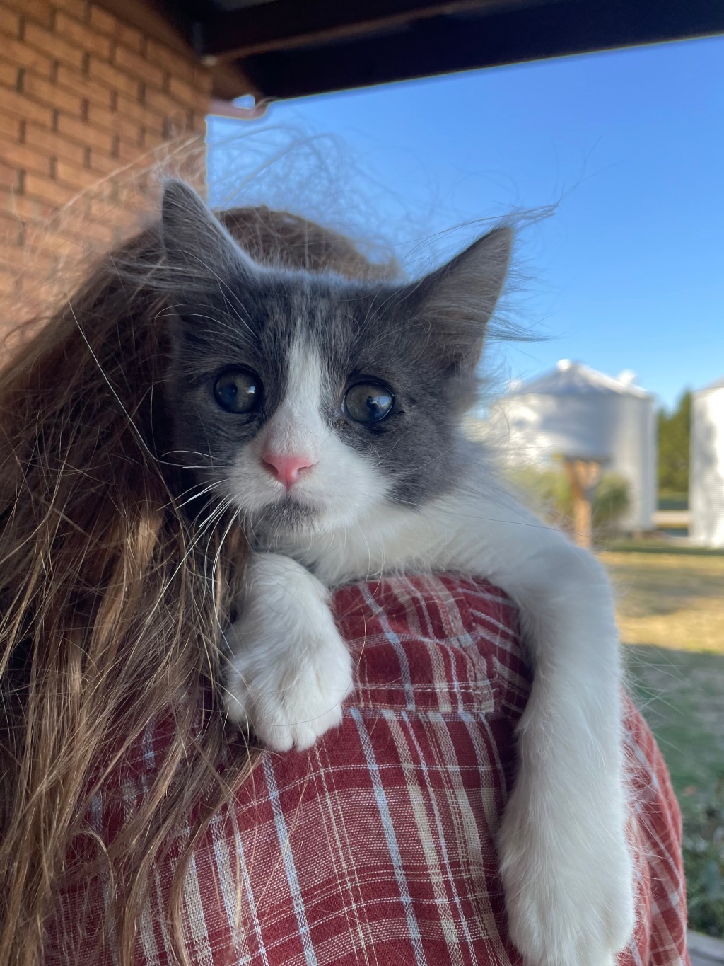 Farm Addition: Our&nbsp;Kitten