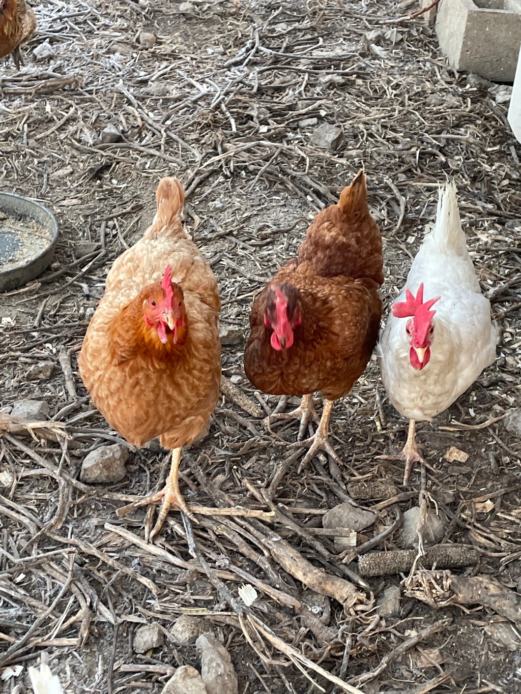 Chicken Feed- fermenting (wet)&nbsp;method