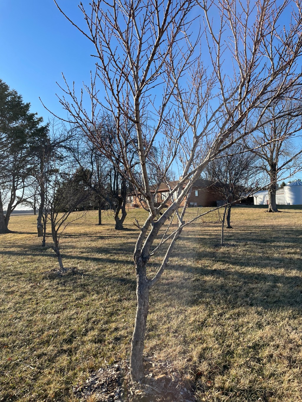 Winter Yard & Garden&nbsp;Work