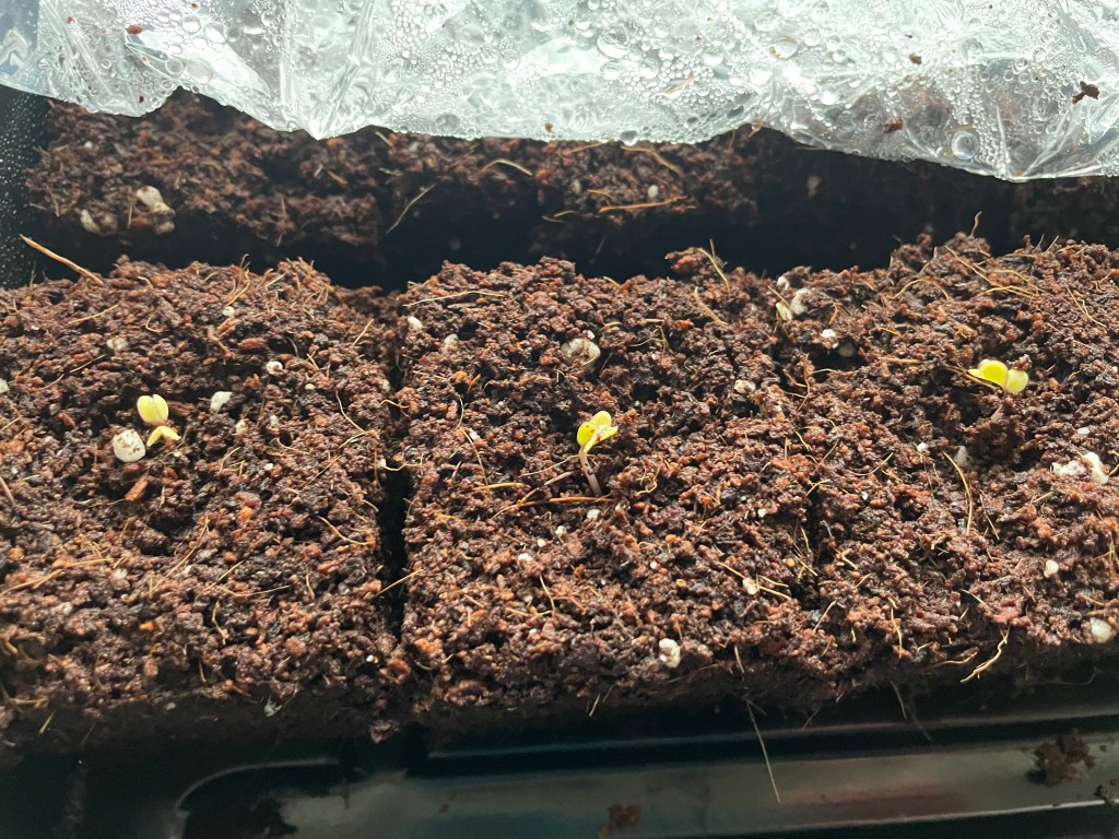 Seed Starting 2026- soil&nbsp;blocks