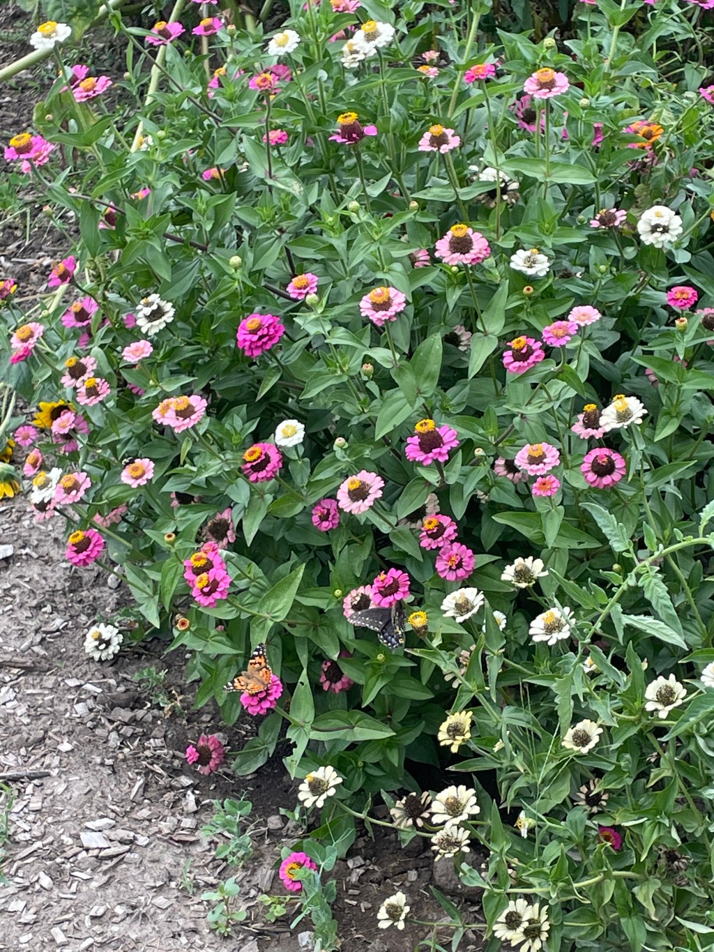 Please Plant Pollinator&nbsp;Posies